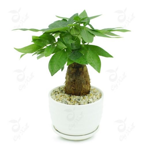 Tiểu cảnh Composite 01