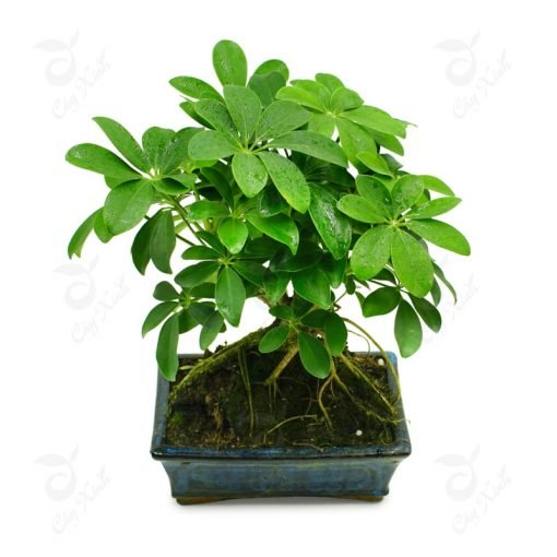 Tiểu cảnh Composite 03